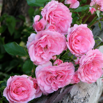 Roses-Grandma-Valentines-Day-Love-Scent-Fragrance-TheGirlWhoKnows